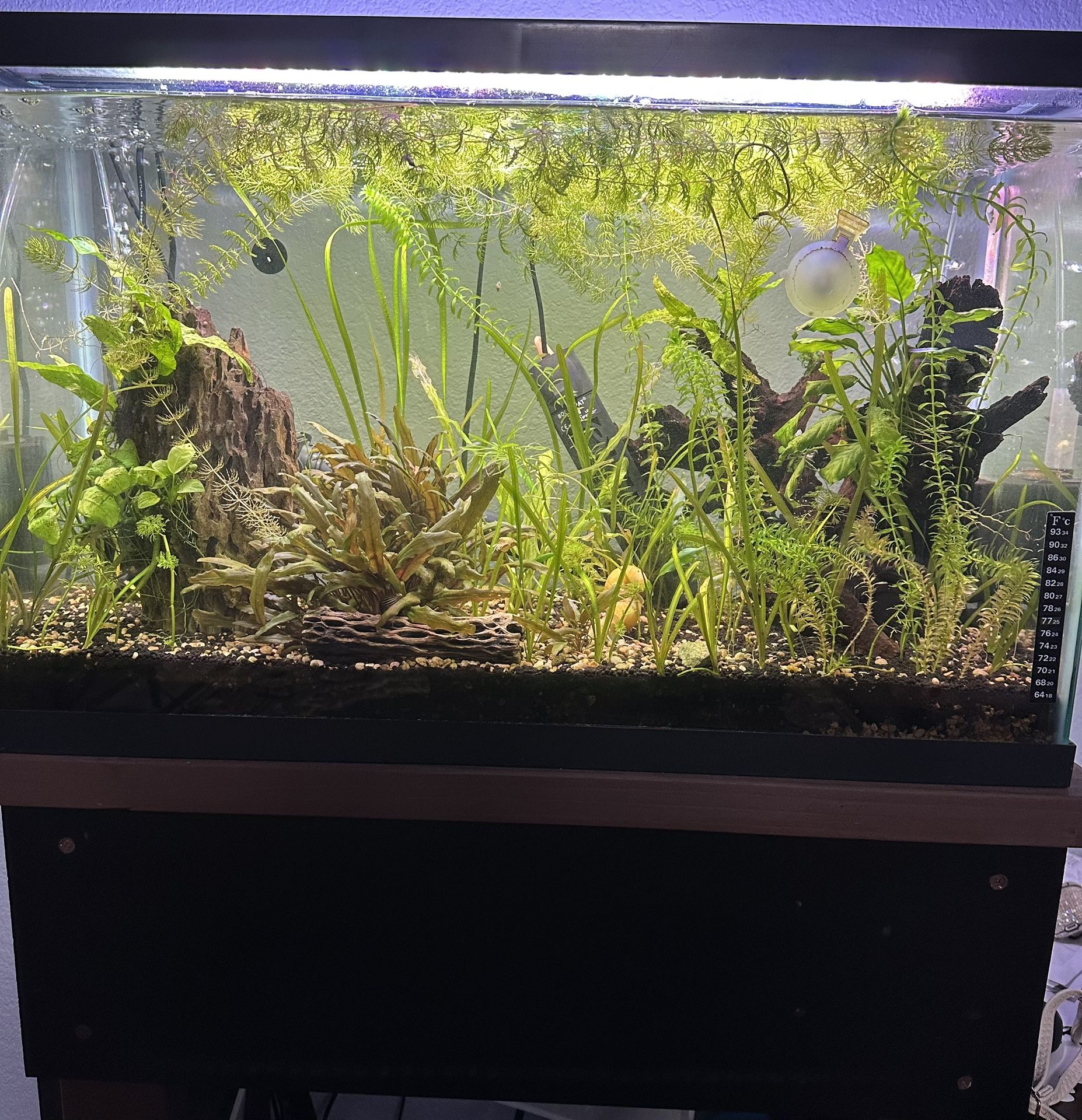 Aquarium And Stand