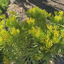 Nice Succulent Plant 