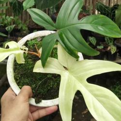 Philodendron Florida Ghost – Rare Variegated Aroid Starter Plant, Live Indoor Tropical Plant (No Pot)