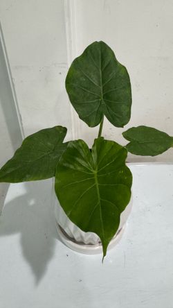 Alocasia Odora