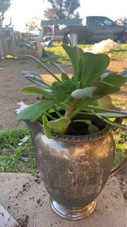 plants