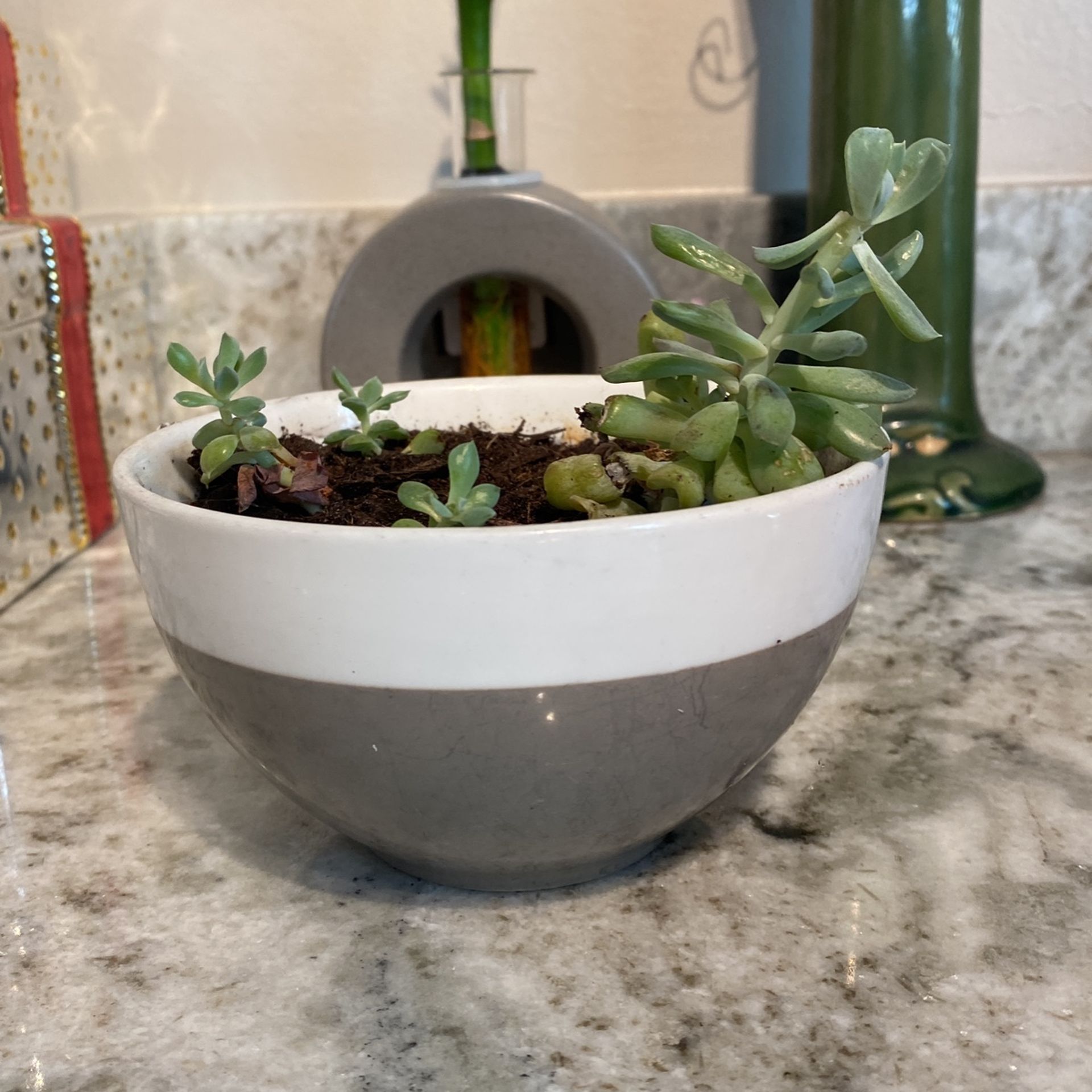 Succulents