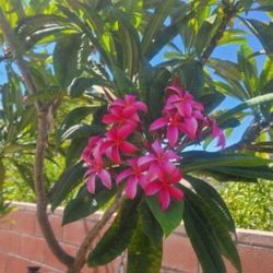 Hot Pink Plumeria Cuttings