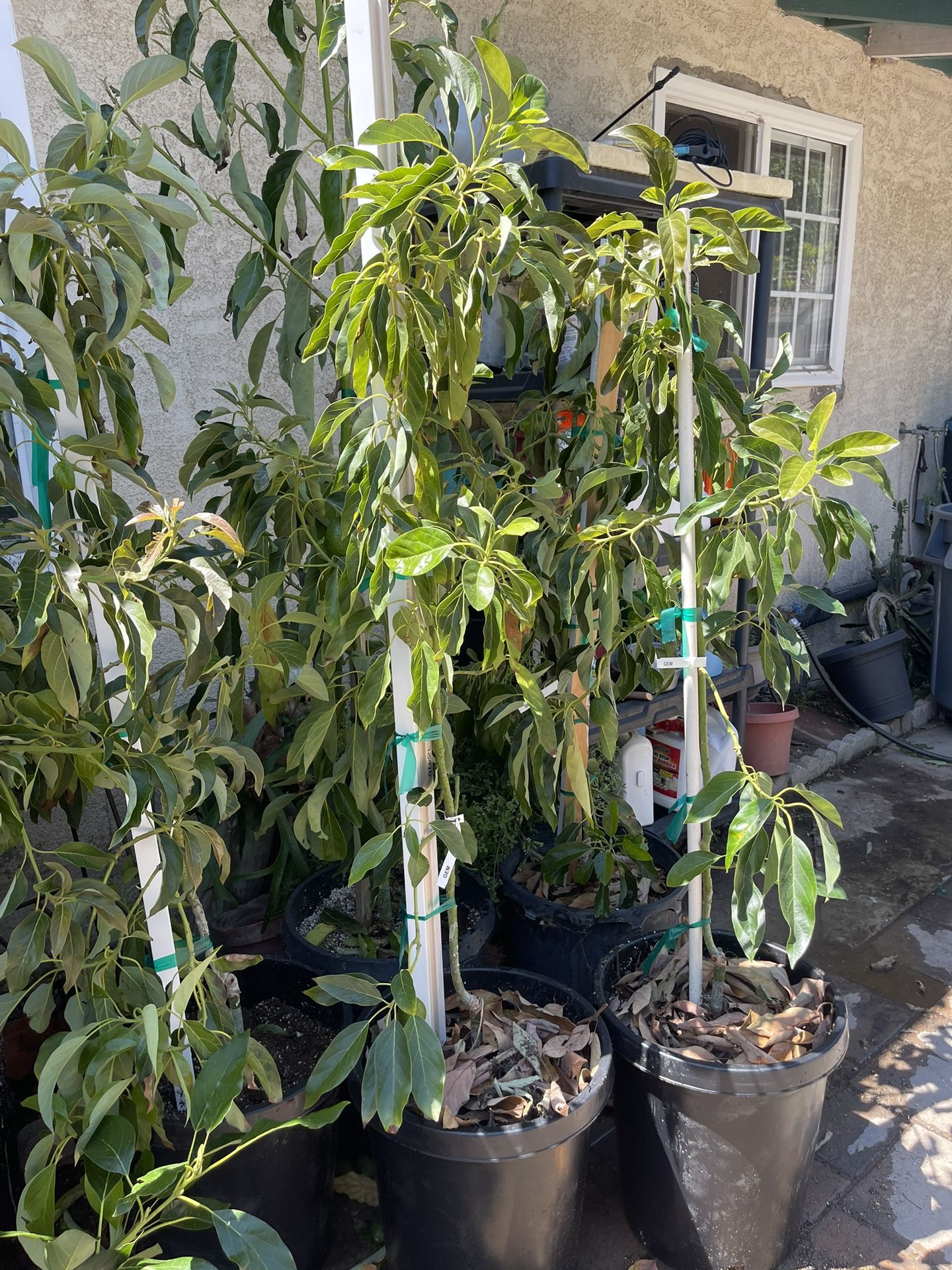 Grafted 15 Gallon GEM Avocado 🥑 Tree