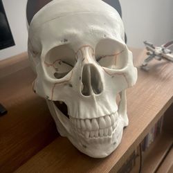 Numbered Medical Anatomy Human Skull Model