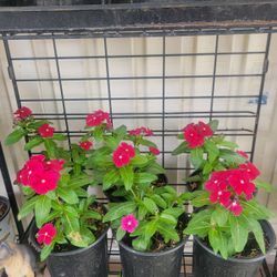 Vinca Plants 