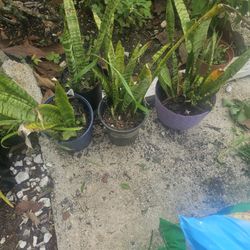 Snake Plants