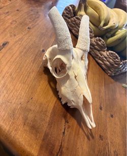 Animal skull