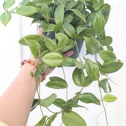 Hoya Fitchii Plant 6" Pot - Indoor House Plants