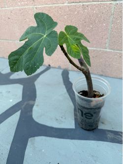 Fig tree
