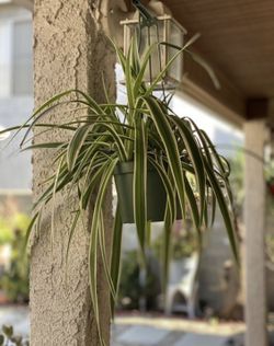 6” spider plant
