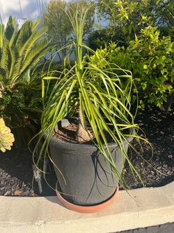 Ponytail Palm