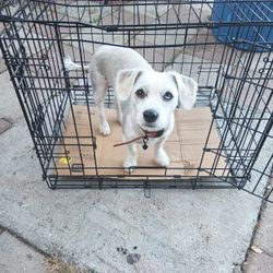 Dog Crate