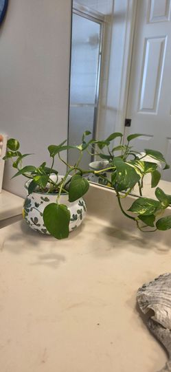 Beautiful air cleaning plant