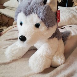 Brand New Husky Puppy