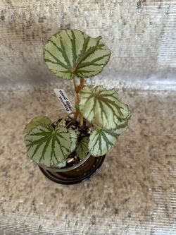 Begonia