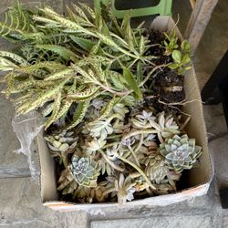 Mix Big Box Of Succulent . 