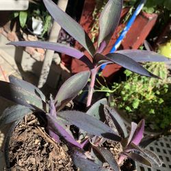 Purple Plant In 1 Gallon Container 