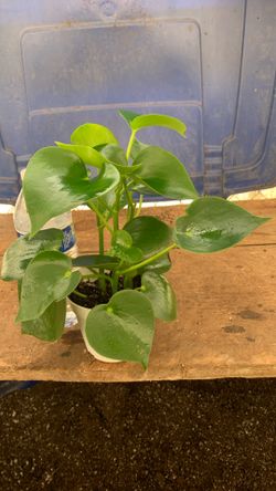 4” Peperomia Polybotrya (Owl Eye, Raindrop)