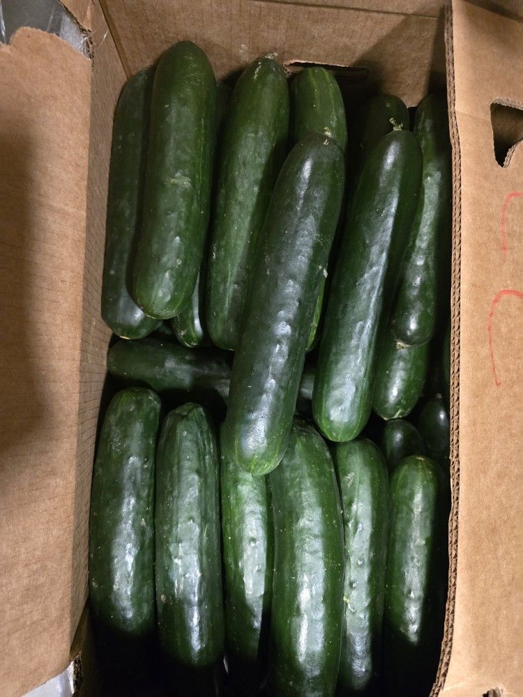 Cucumber LGE