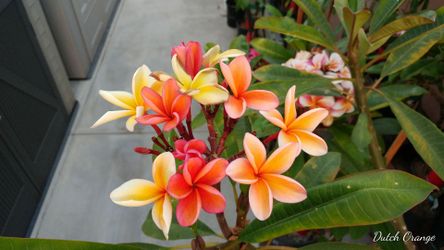 Plumeria Dutch Orange Rooted