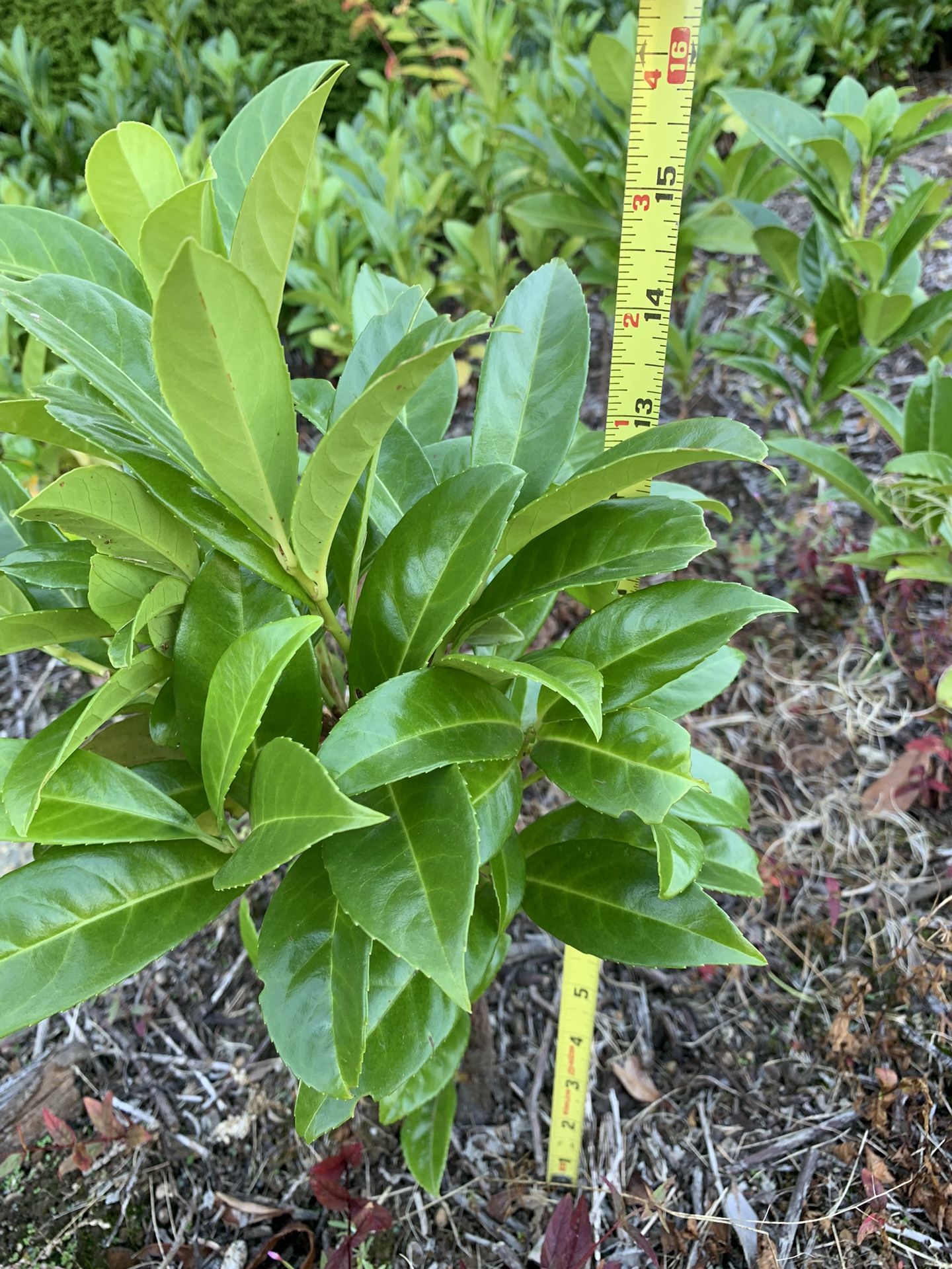 Bare Root Healthy Laurel It’s That Time!