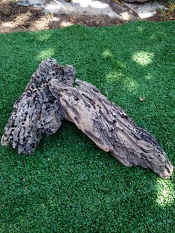 Dragonwood driftwood