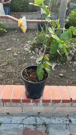 Guava tree