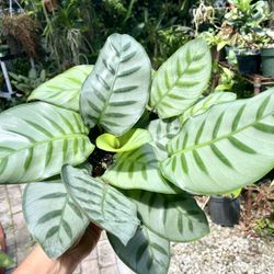 Calathea Bella Carlina 6 for Sale in Miami, FL - OfferUp
