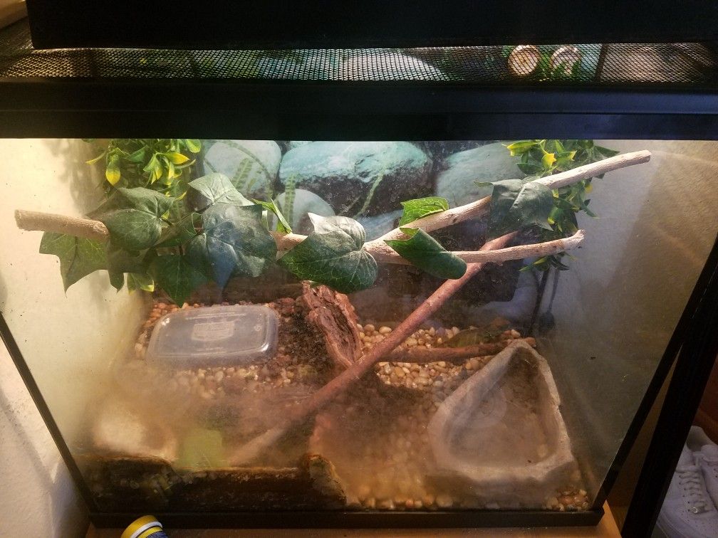Chinese water Dragon and Tank