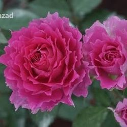 Rare European, Japan rose plants : Sheherazad