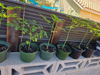 Moringa Seedlings in Pots  $10 each or buy 2 get 1 free