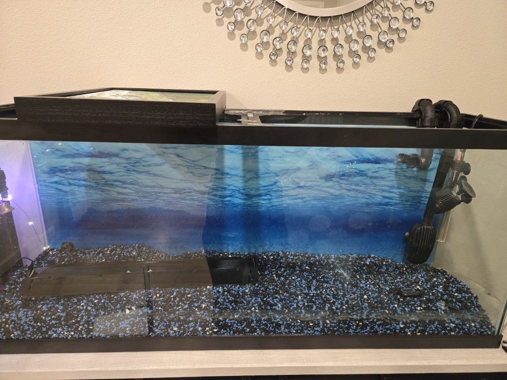 55 Gallon Fish Tank