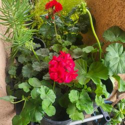 Sale Geranium $10-$15