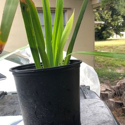 Plant