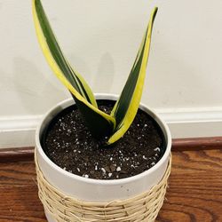 Indoor plant - golden snake plant with white ceramic pot.
