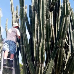 Cactus Trimming Deltona, Deland, Daytona, New Smyrna, Mount Dora 