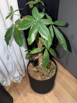 Money Tree