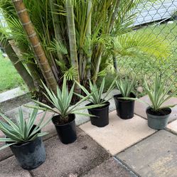 Plants from $3-$15