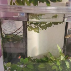 Fishtank