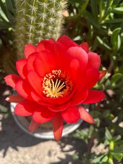Plantas, cactus