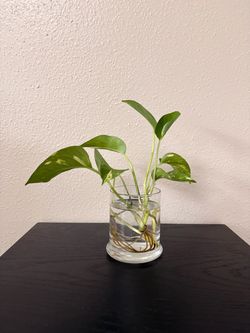Pothos