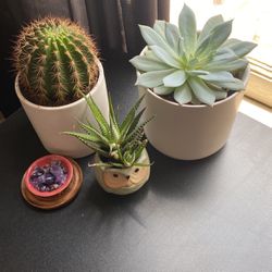 Plant arrangement with pots