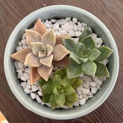 Succulent Arrangement 