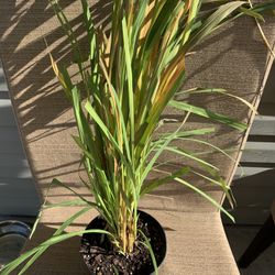 Large Pot Of Crocosmia Flowering Bulbs Plant, Has Reddish Orange Blooms, Perennial So Comes Back Each Year, Slow Spreading, Carefree Maintenance 