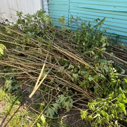 Lawn Care, Presure Washing House Walls And More.