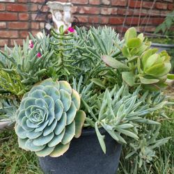 Succulents