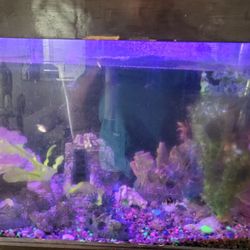 Fish Tank
