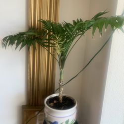 Beautiful Palm In Ceramic Pot. 36 Inch Tall.