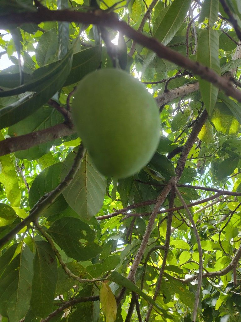 Trinidad Starch Mango Plant